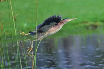 great blue heron ardea cinerea