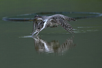 crocodile in the water