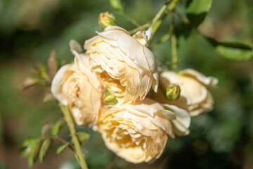 close up of white rose flower