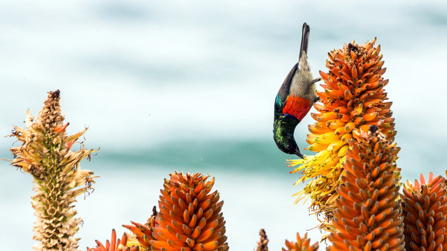 Scarlet Crested Sunbird feeding on Aloe flowers