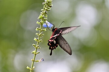 butterfly on a flower