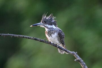 black headed woodpecker