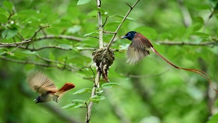 hummingbird feeding on a branch