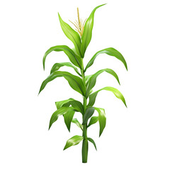 Detailed illustration of a corn plant.