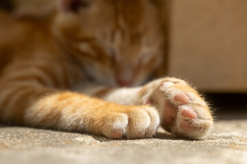 cat sleeping on the floor