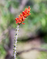 Red flowers on Ocotillo
