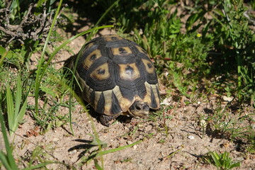 Tortoise in Natural Habitat