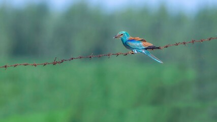 lilac breasted roller on a branch
