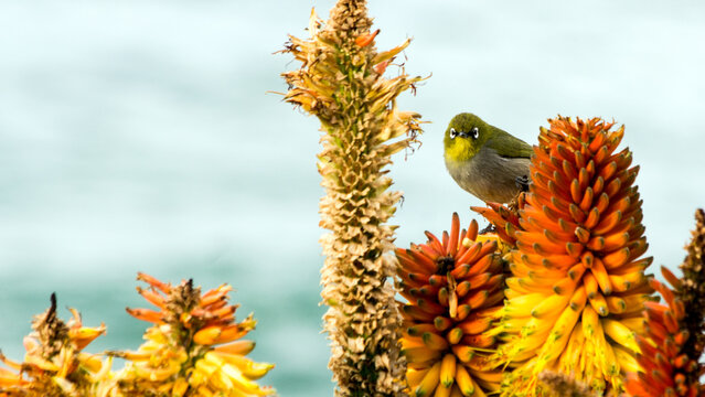 small bird sitting on Aloe flowers, Eastern Cape, South Africa