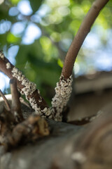 Invading flour lice and other insects on a tree in close-up