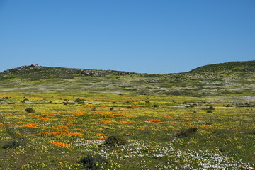 Wildflower Bloom in West Coast National Park