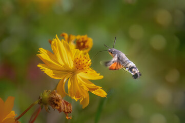 bee on yellow flower