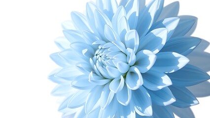 Obraz premium A vibrant light blue dahlia in full bloom, showcasing natural beauty with soft backlighting.