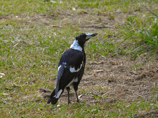Australian Magpie Looking at Camera