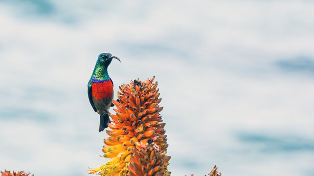 Scarlet crested sunbird, sitting on Aloe flower, Eastern Cape, South Africa
