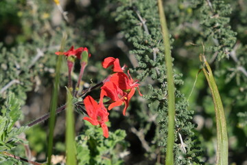Red Flower in Jaloersbaai