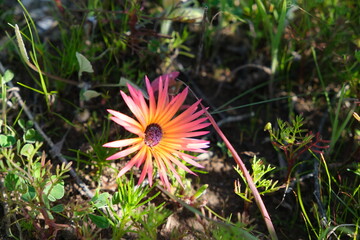 Vibrant Wildflower in Natural Habitat