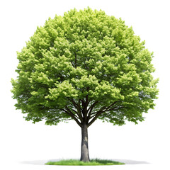 Obraz premium Lush green deciduous tree with full foliage and visible branches isolated on a white background leaves