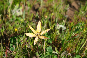 Yellow Wildflower in Natural Habitat
