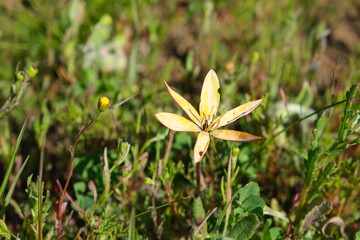 Yellow Wildflower in St Helena Bay