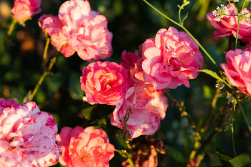pink roses in the garden