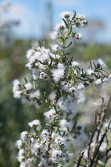White Blossoms on Branch in West Coast National Park