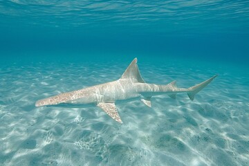 Fototapeta premium A graceful shark swimming in clear blue waters, showcasing its smooth skin and sleek body.