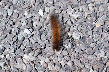 Furry Caterpillar on Gravel Path