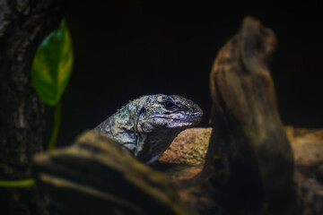 Utila spiny-tailed iguana, Baker's spinytail iguana, swamper or wishiwilly del suampo also known as...