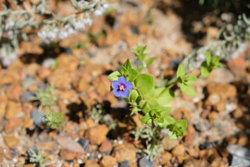 Blue Wildflower in Rocky Terrain