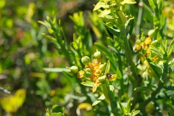Close-up of Vibrant Green Fynbos Plant