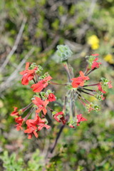 Vibrant Red Wildflowers in Bloom
