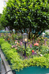Decorative lantern in the garden. The lantern is made in a black checkered color and is surrounded by bright pink roses and green foliage.