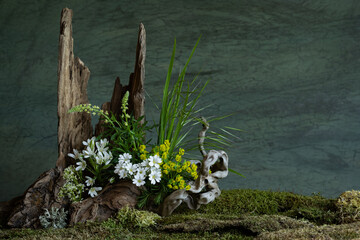 Fresh and delicate Ornithogalum blooms alongside other spring flowers in a mystical and enigmatic...