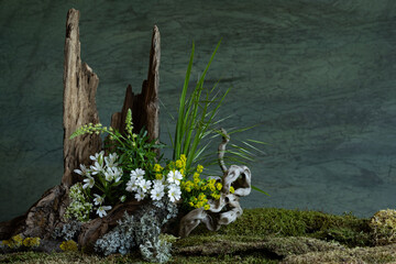 Fresh and delicate Ornithogalum blooms alongside other spring flowers in a mystical and enigmatic...