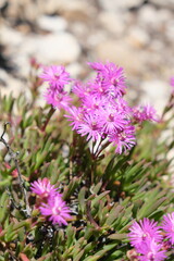 Vibrant Pink Flowers in West Coast National Park