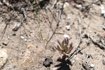 Small Succulent in Arid Terrain