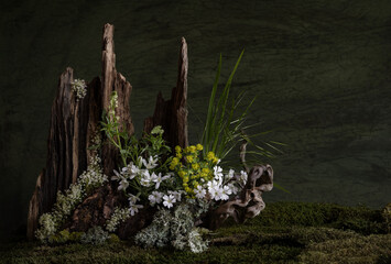 Fresh and delicate Ornithogalum blooms alongside other spring flowers in a mystical and enigmatic...