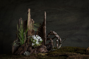 Fresh and delicate Ornithogalum blooms alongside other spring flowers in a mystical and enigmatic...