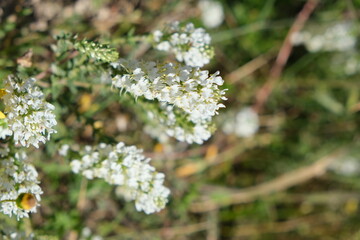 Obraz premium Wild White Flowers in Bloom