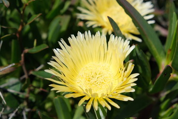 Yellow Ice Plant Bloom in Sunlight