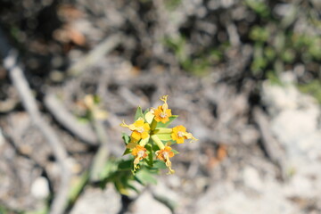 Yellow Wildflower in West Coast National Park