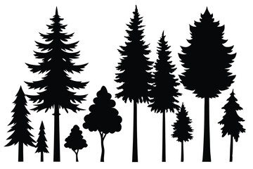 Fototapeta premium Silhouettes of various evergreen trees in a forest