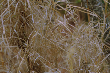 Dry grass texture for natural background