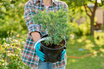 Plant Juniperus in pot in the hands of gardener