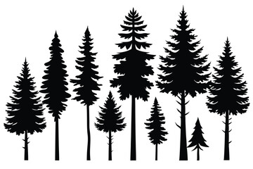 Obraz premium Silhouettes of evergreen trees in a forest