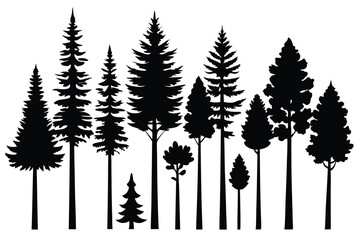 Fototapeta premium Silhouettes of various coniferous trees in a forest