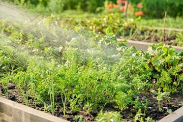 Hose watering beet carrot plants on raised garden bed