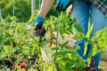 Woman watering tomato plants on raised garden bed with hose