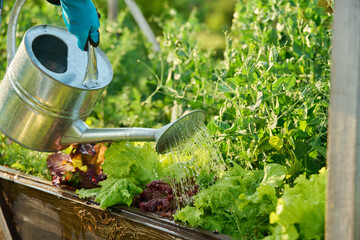 Close-up of watering can in hands watering green pea plants lettuce leaves
